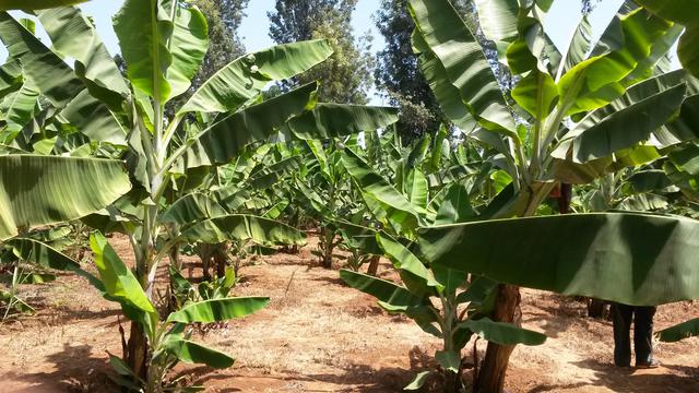 Volunteer your Advertising skills in Kenya to support Zero Hunger