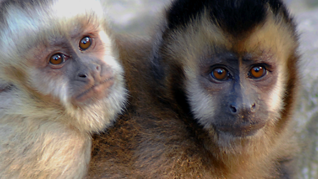 Volunteer your Medical Professionals skills in Bolivia to support Responsible Consumption and Production