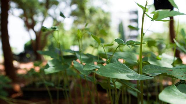 Volunteer your Environmental Protection skills in India to support Economic Development