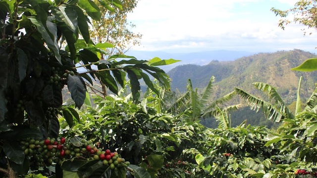 Volunteer your Advertising skills in Honduras to support Quality Education