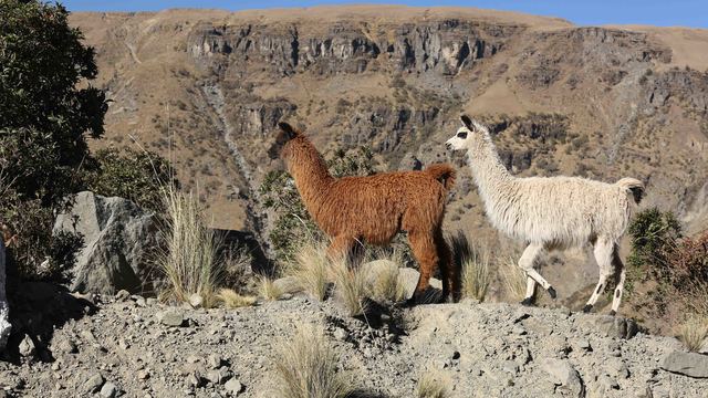 Volunteer your Accounting skills in Bolivia to support Gender Equality