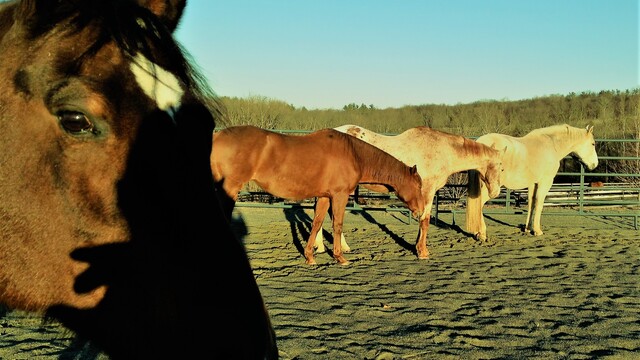 Web Design Experteer to Support Horses at Spring Reins's team photo